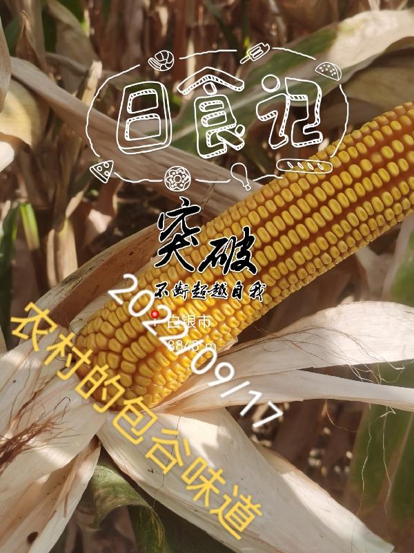 农村的包谷味道